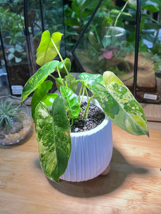 Variegated Philodendron in Pattern Shape Designed Pot