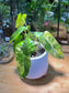 Variegated Philodendron in Pattern Shape Designed Pot