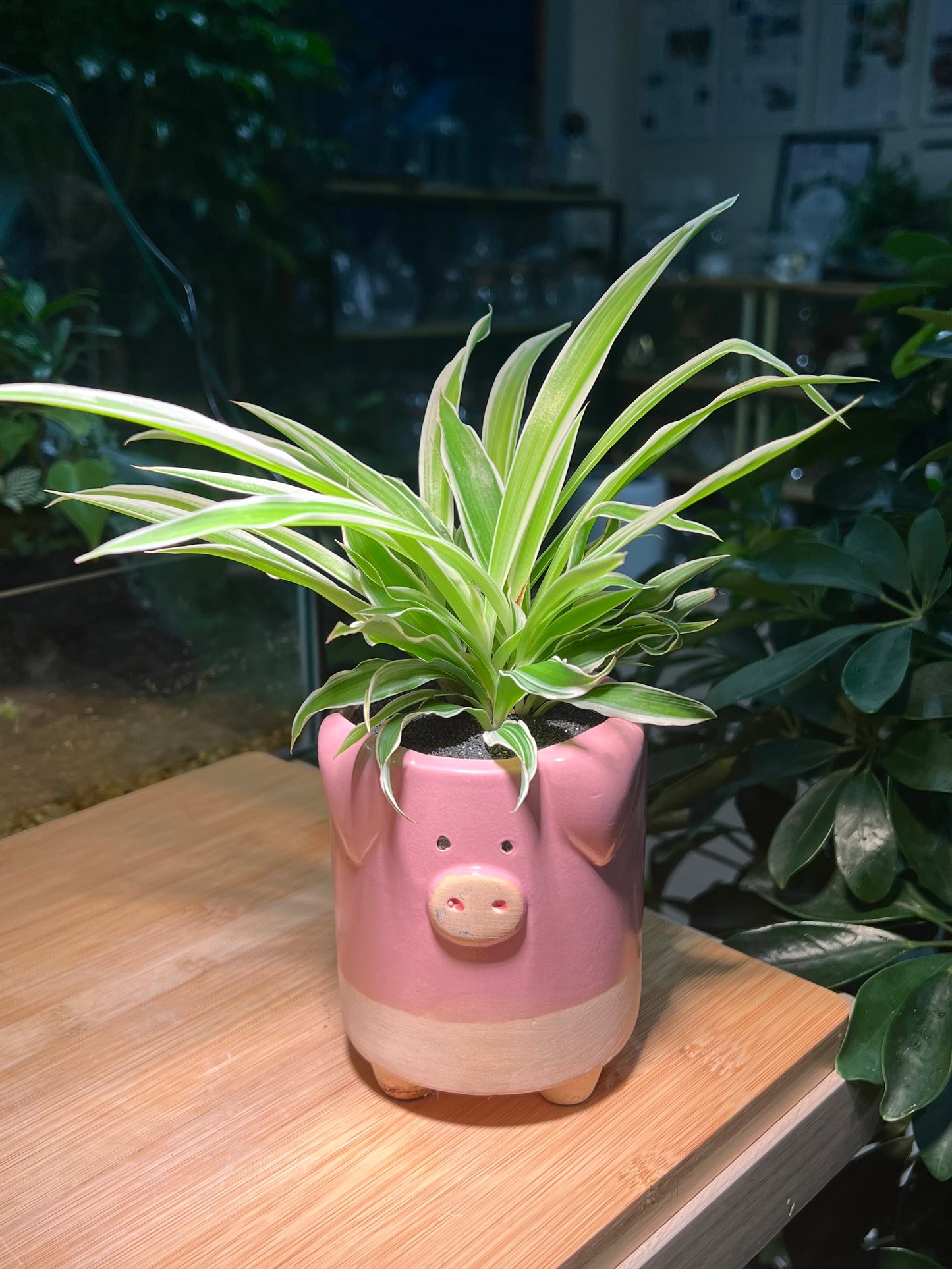 Spider Plant (Air Purifier Plant) in Piggie Ceramic Pot