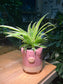 Spider Plant (Air Purifier Plant) in Piggie Ceramic Pot