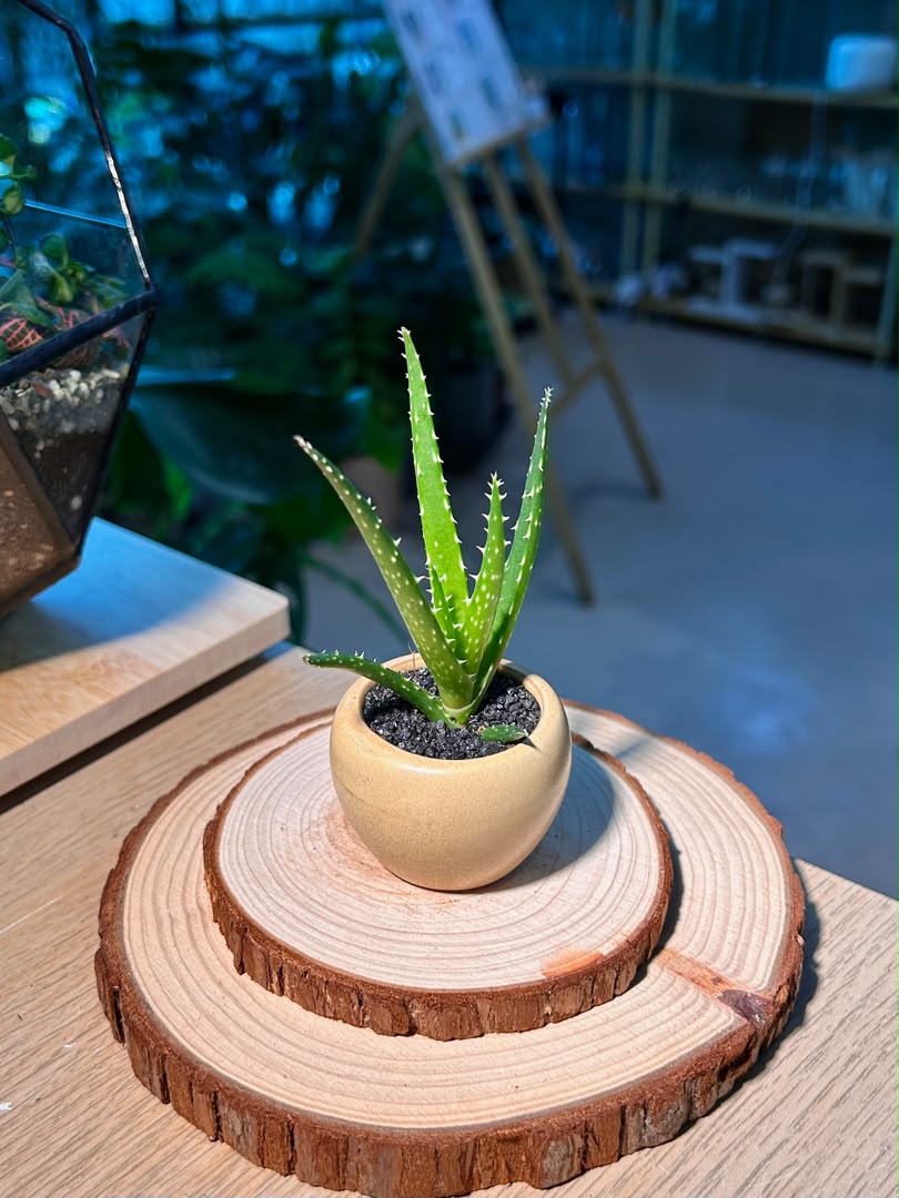 Baby Aloe Vera (芦荟) Haworthia in Textured Matte Ceramic Pot