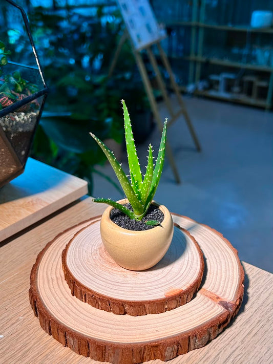 Baby Aloe Vera (芦荟) Haworthia in Textured Matte Ceramic Pot