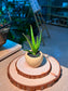 Baby Aloe Vera (芦荟) Haworthia in Textured Matte Ceramic Pot
