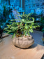 Mimosa Pudica (叶下珠) Phyllanthus Urinaria (Bonsai) Arrangement in Faux Stone Pot