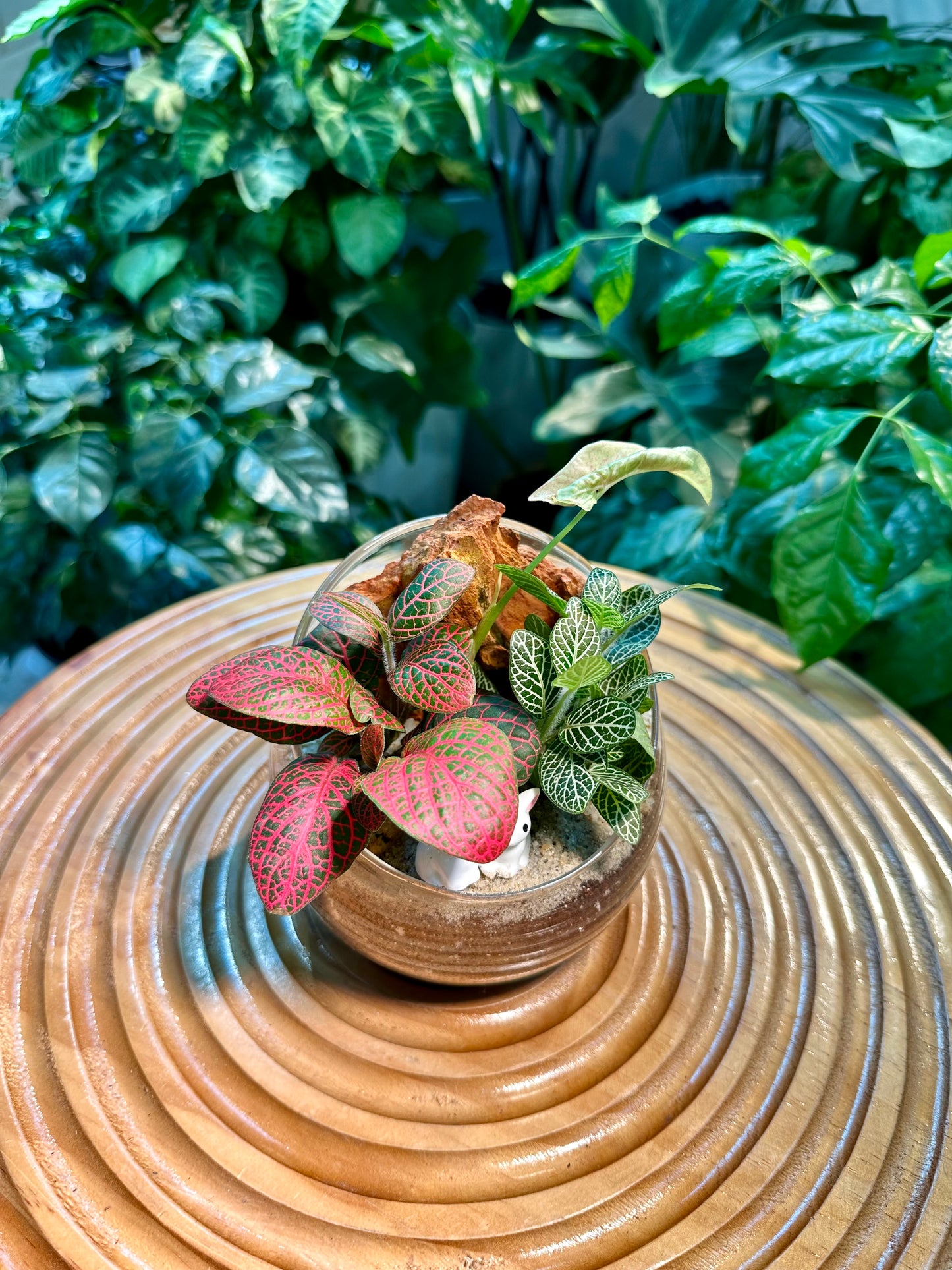 Fittonia in Slanted Glass Terrarium