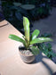 Bromeliad in Petal Edge Ceramic Pot