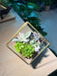 Succulent Terrarium in Cubical Glass