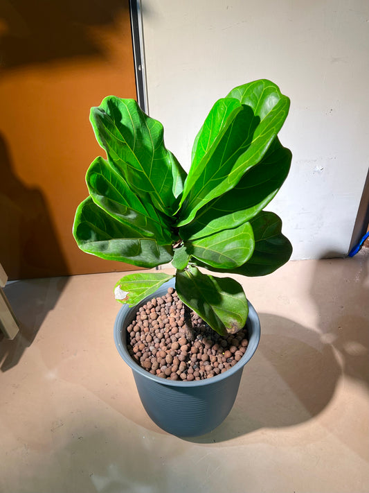 Ficus Elastica (琴叶榕) in Greyish Polymer Pot