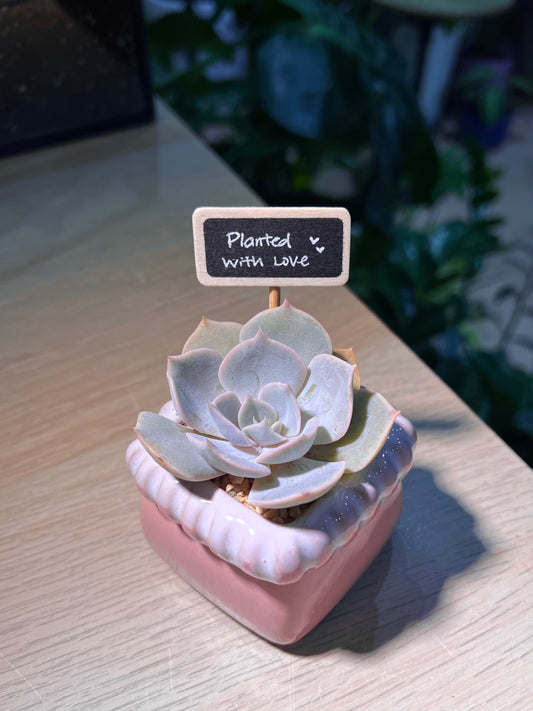 Teacher’s Day Gift - Echeveria in Pinkish Square Ceramic Pot