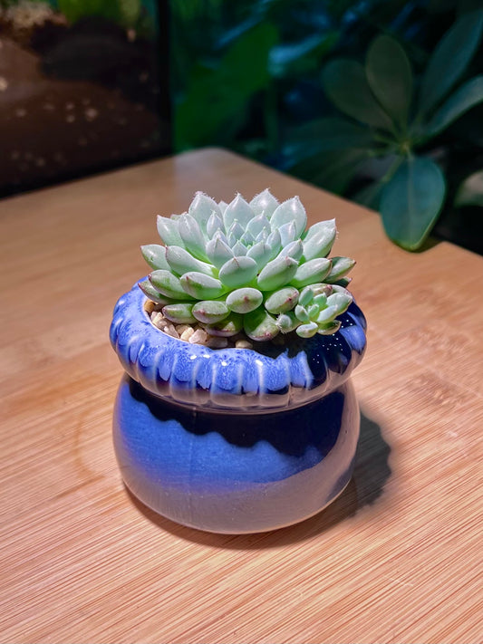 Echeveria in Petal Edge Ceramic Pot