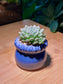 Echeveria in Petal Edge Ceramic Pot