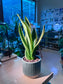 Snake Plant (虎尾兰) in Matt Textured Claypot