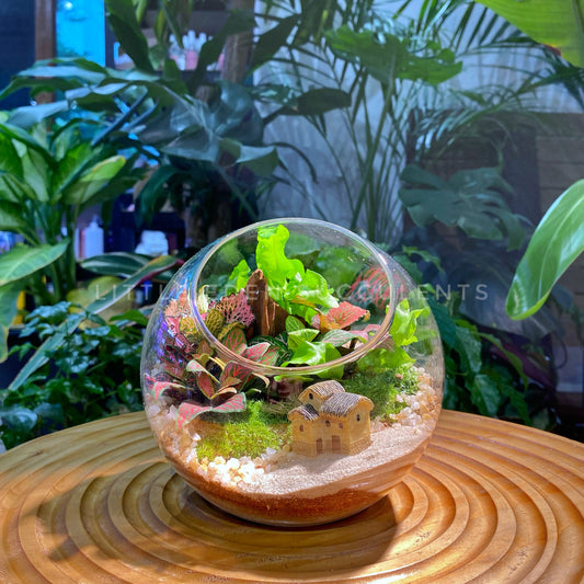 Fern and Fittonia in Round Glass Terrarium