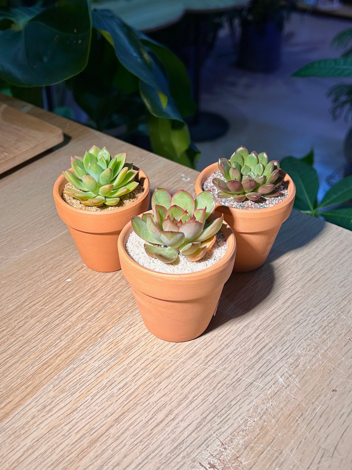 Succulent in Terracotta Pot
