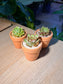 Succulent in Terracotta Pot