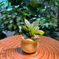 ZZ Plant in Yellow Ceramic Pot