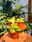 Epipremnum aureum 'Sun Shine' in Plastic Pot aka Pothos golden