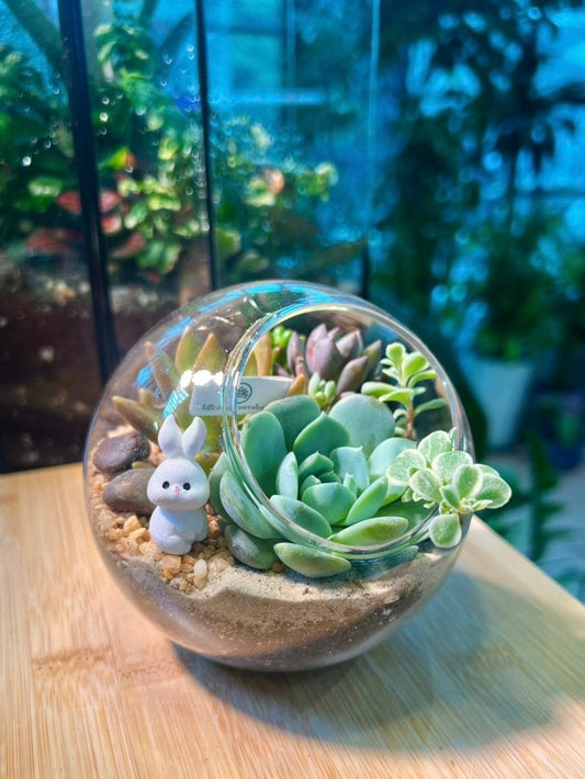 Succulent Arrangement in Round Glass