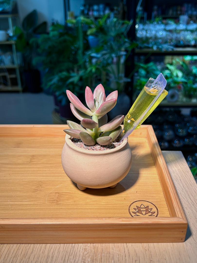 Regeneration Nutrient Liquid (植物促生液)