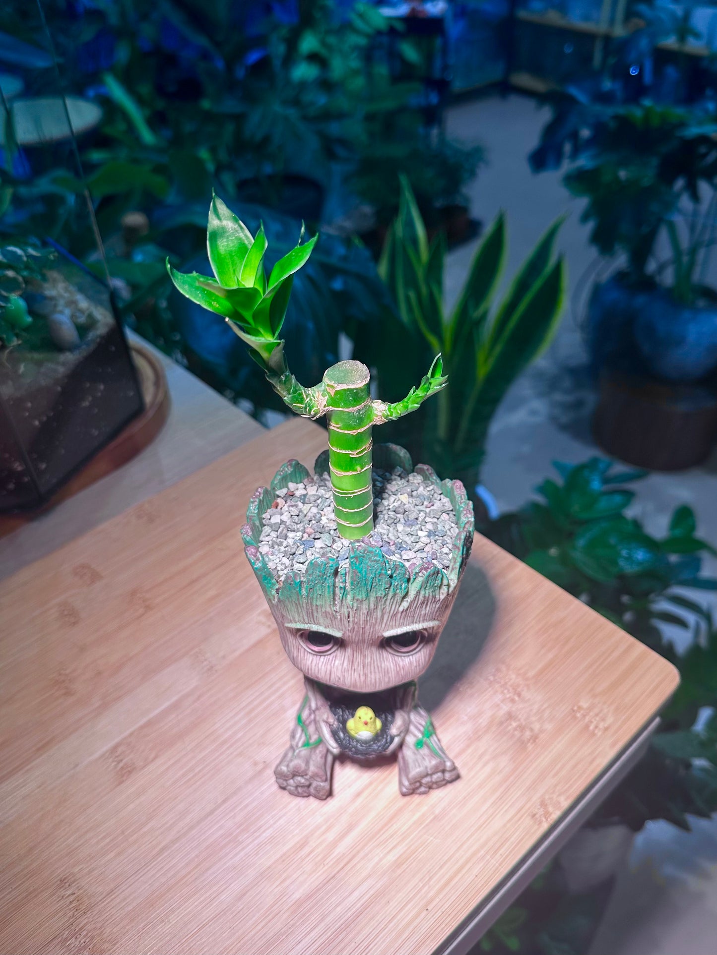 Lucky Bamboo in Groot Pot