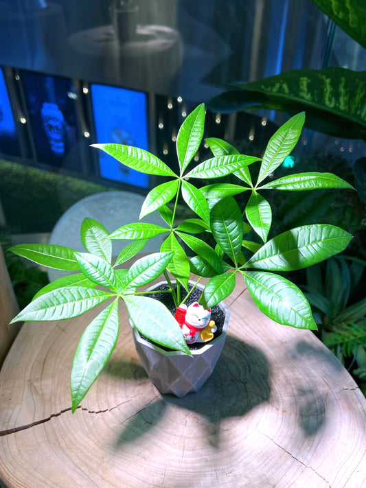 Guiana Chestnut (Pachira) in Grey Geometric Pot