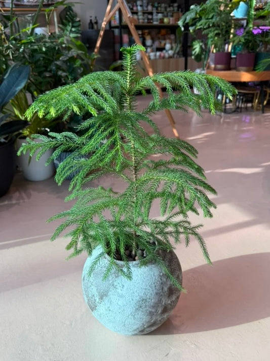 Norfolk Island Pine (εζ΄ζ) in Round Ceramic Pot