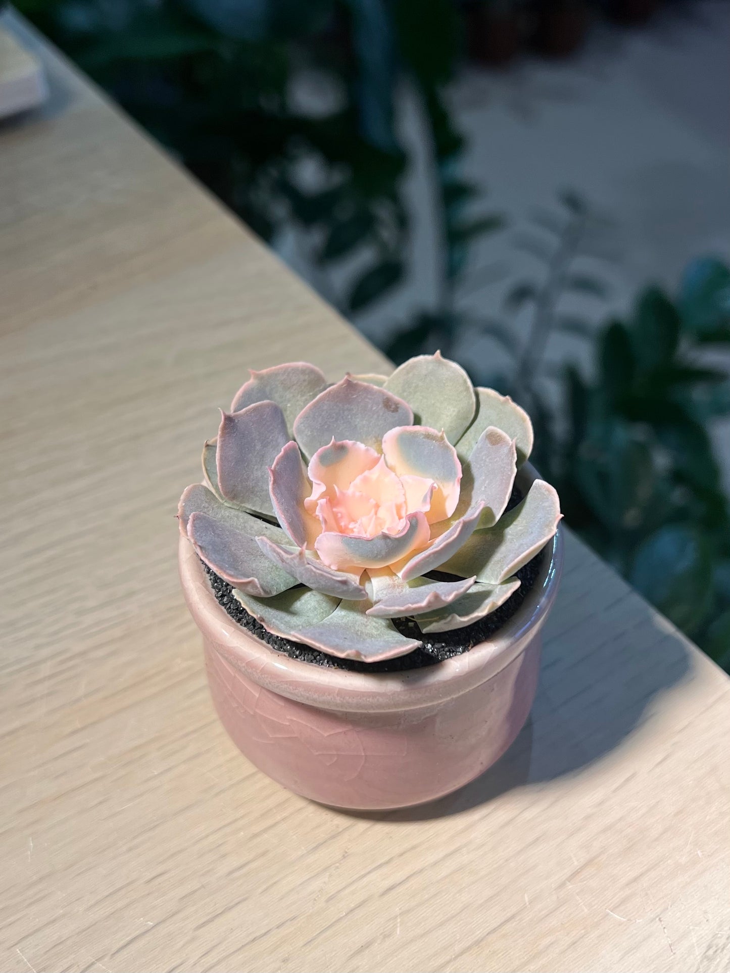 Echeveria in Pinkish Ceramic Pot