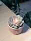 Echeveria in Pinkish Ceramic Pot