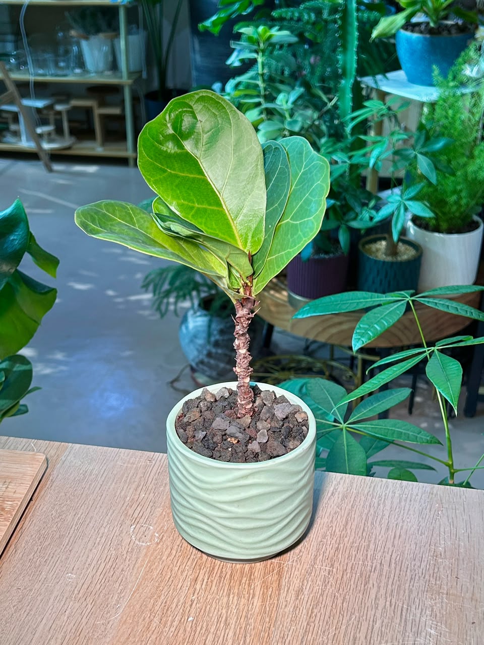 Fiddle-Leaf Fig (琴叶榕) Ficus Lyrata in Textured Ceramic Pot