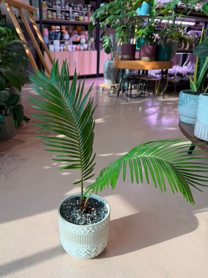 Sago Palm (铁树) in Pattern Designed Ceramic Pot
