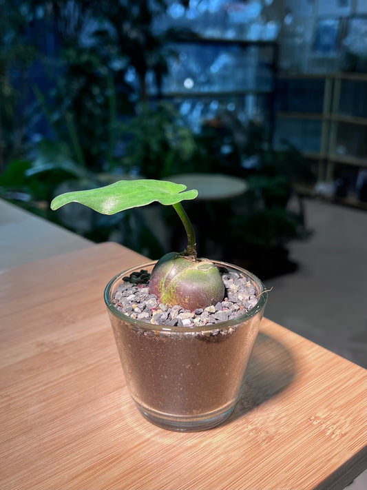 Drimiopsis Maculata in Glass Pot