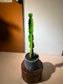 Cowboy Cactus (Euphorbia Ingens) in Balck Stone Pot