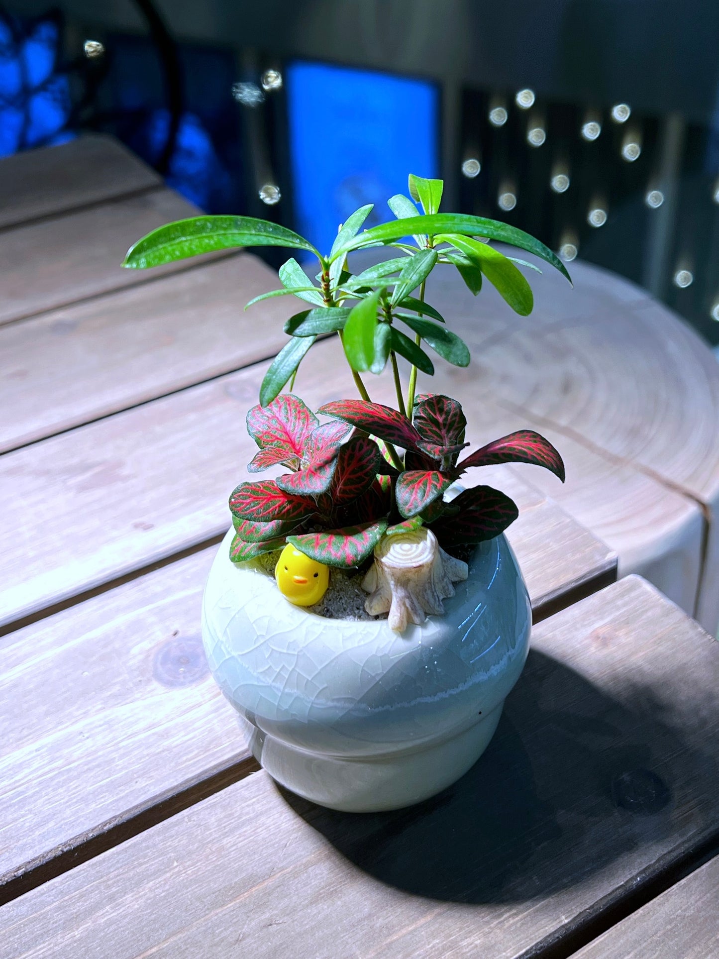 Fittonia & Fern Arrangement in Mushroom Head Pot