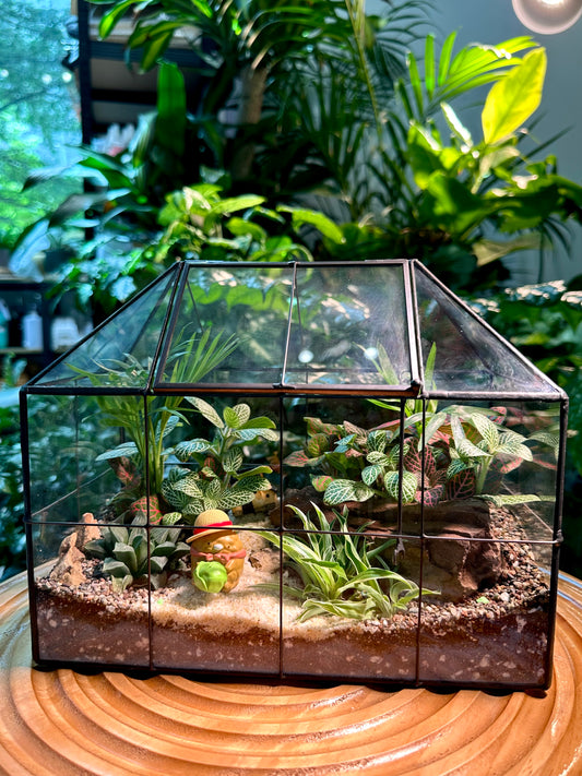 Black Frame Housing Designer Terrarium