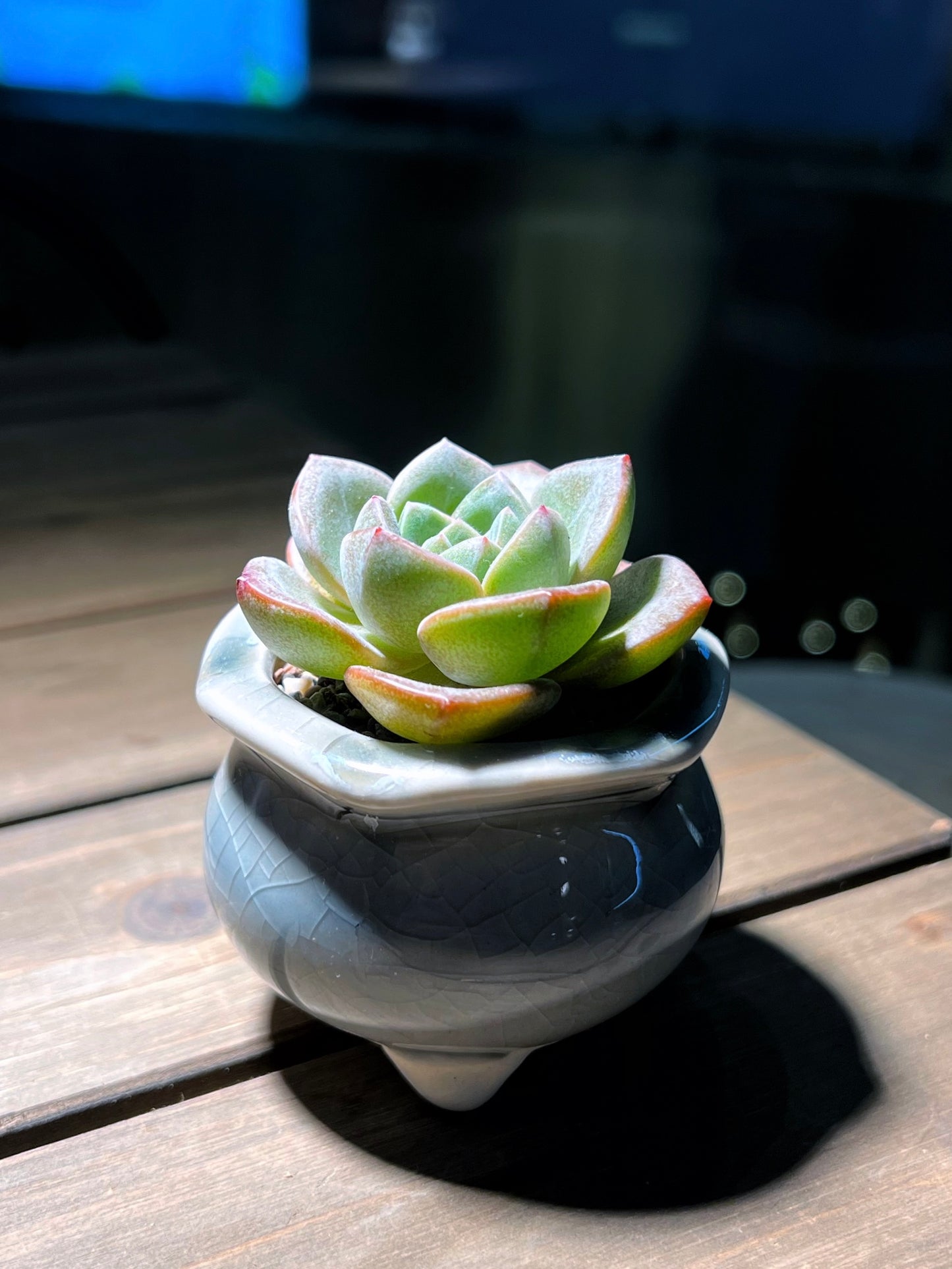 Echeveria in Sky Blue Textured Designed Ceramic Pot