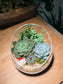 Christmas Theme - Succulent Arrangement in Slanted Glass