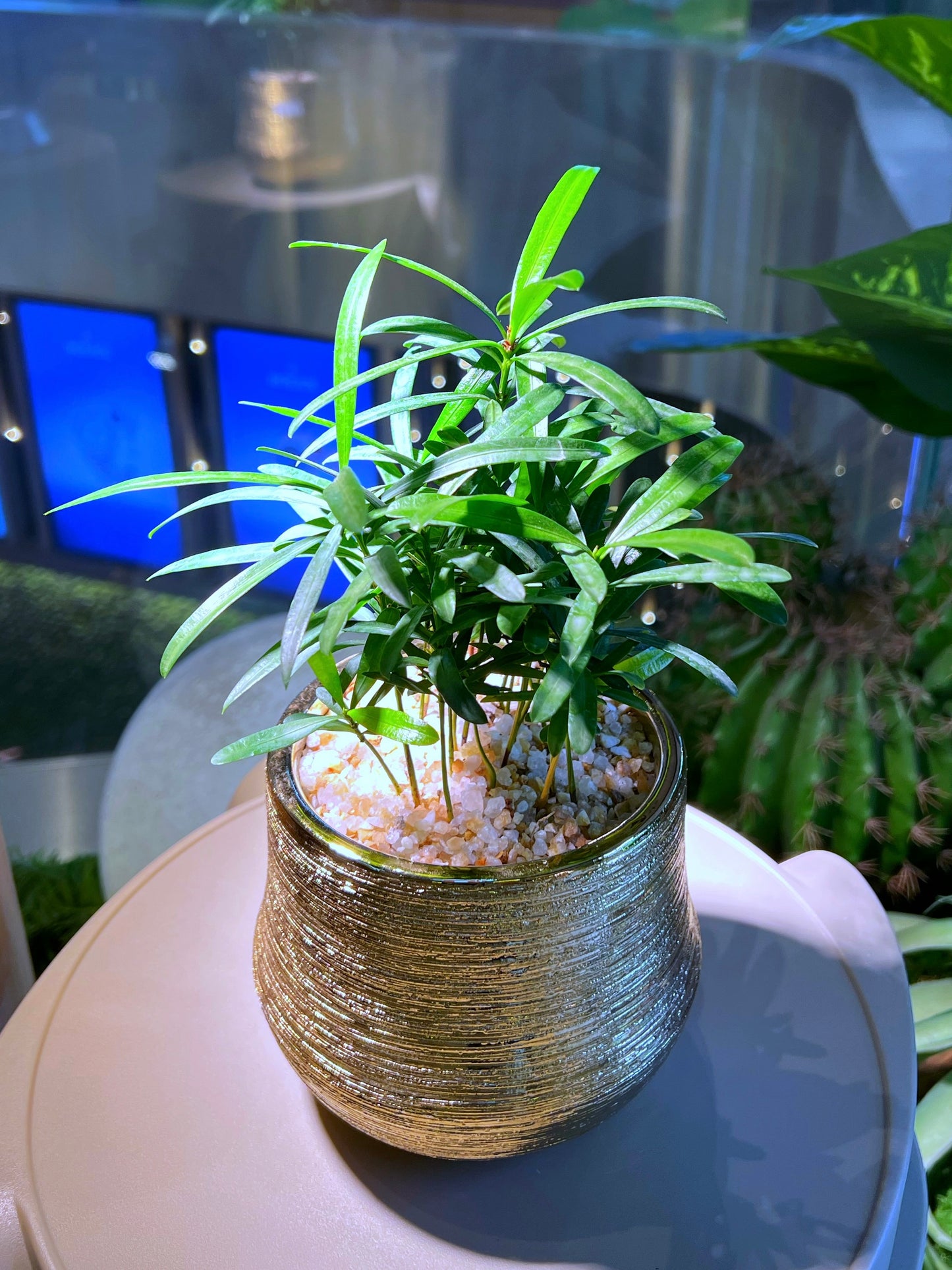 Podocarpus Macrophyllus (罗汉松) in Bright Shiny Designed Ceramic Pot