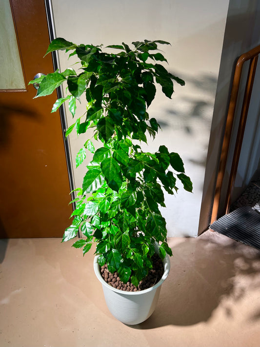 Radermachera Sinica (China Doll) in White Ceramic Pot