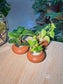 Door Gift - Indoor Plant 室内植物 in Matte Ceramic Pot