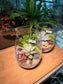 Succulent Arrangement in Tall Glass Terrarium