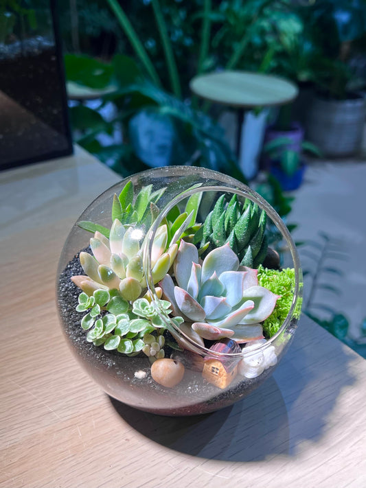 Succulent Arrangement in Round Glass Terrarium (L)