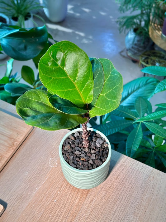 Fiddle-Leaf Fig (琴叶榕) Ficus Lyrata in Textured Ceramic Pot