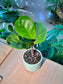 Fiddle-Leaf Fig (琴叶榕) Ficus Lyrata in Textured Ceramic Pot