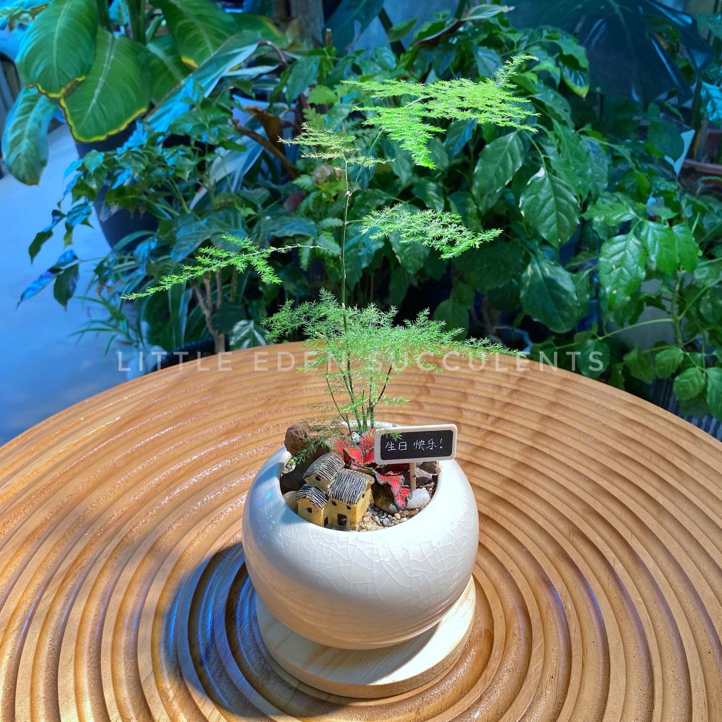 Asparagus Fern in White Ceramic Pot