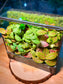 Moss Wall Arrangement in Black Rectangular Glass with Top Hung Lid