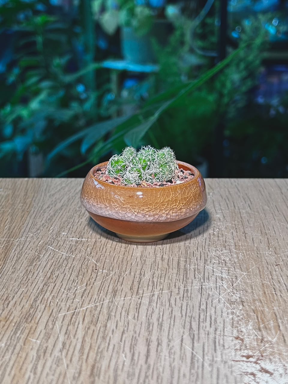 Cactus (仙人掌) Mammillaria Gracilis in Amber Brown Crackle Glazed Ceramic Pot