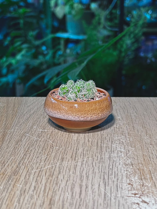 Cactus (δ»δΊΊζ) Mammillaria Gracilis in Amber Brown Crackle Glazed Ceramic Pot