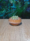 Cactus (仙人掌) Mammillaria Gracilis in Amber Brown Crackle Glazed Ceramic Pot