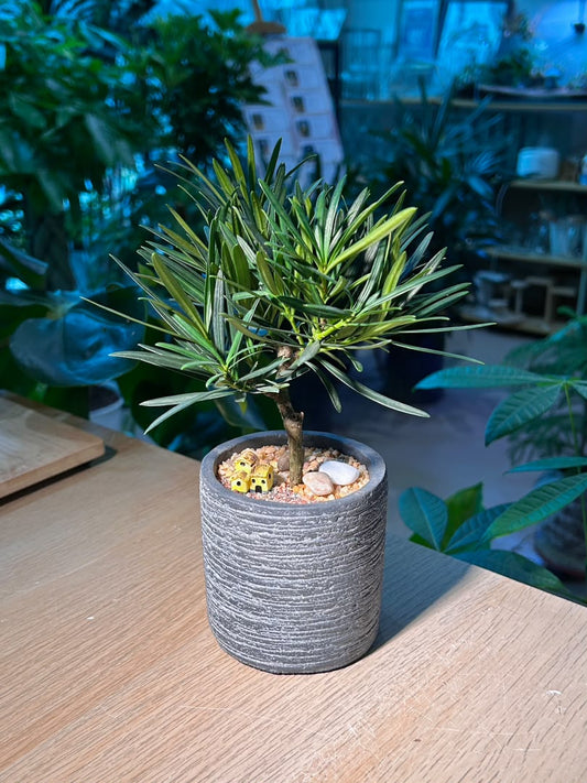 Buddhist Pine (罗汉松) Podocarpus Macrophyllus in Grey Texture Ceramic Pot