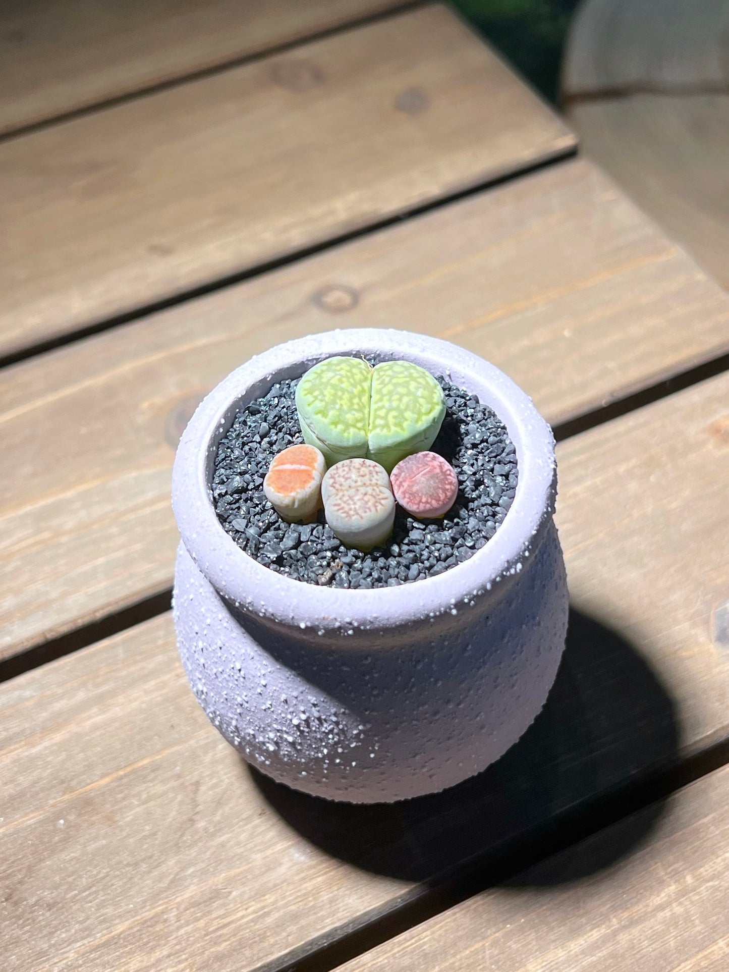 Lithops Paw in Matt Textured Claypot